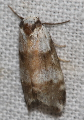 Thallarcha albicollis