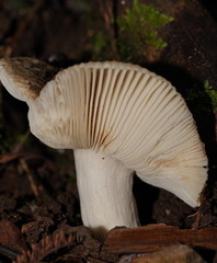 Russula neerimea