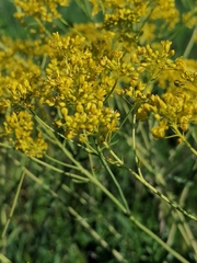 Isatis tinctoria