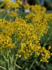 Isatis tinctoria