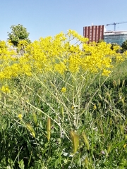 Isatis tinctoria