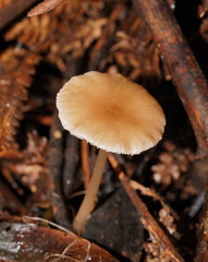 Lentinellus tasmanicus