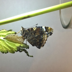 Vanessa atalanta atalanta