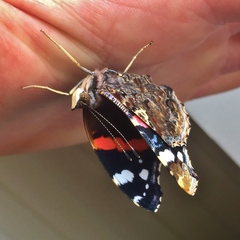 Vanessa atalanta atalanta