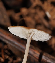 Lentinellus tasmanicus