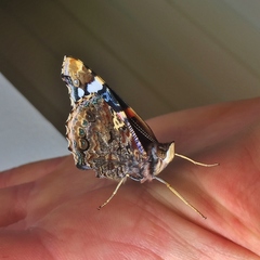 Vanessa atalanta atalanta