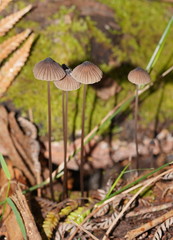 Mycena cystidiosa