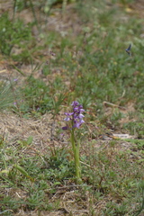 Anacamptis morio