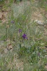Anacamptis morio