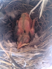 Turdus tephronotus