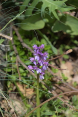 Anacamptis morio