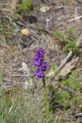Anacamptis morio