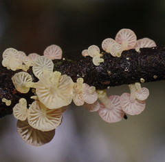 Mycena roseoflava
