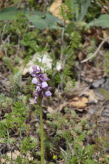 Anacamptis morio