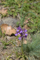 Anacamptis morio