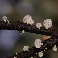 Mycena roseoflava