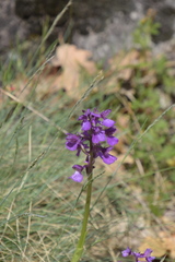 Anacamptis morio