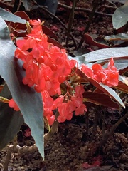 Begonia coccinea