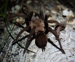 Crassicrus tochtli
