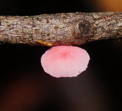 Mycena roseoflava