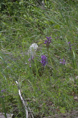 Anacamptis morio