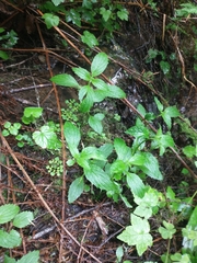 Erythranthe dentata