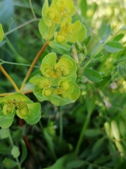 Euphorbia helioscopia