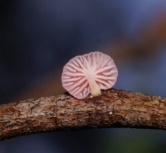Mycena roseoflava