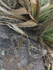 Sceloporus bicanthalis