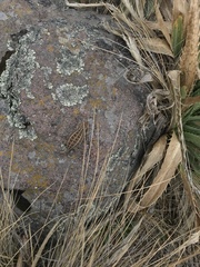 Sceloporus bicanthalis