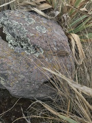 Sceloporus bicanthalis