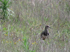 Vanellus melanopterus minor