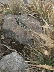 Sceloporus bicanthalis