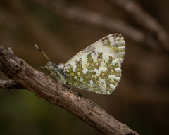 Euchloe insularis