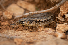 Chalcides ocellatus tiligugu
