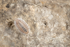 Porcellio spatulatus