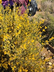 Genista spartioides