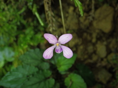 Viola mucronulifera