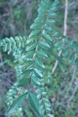 Zanthoxylum davyi