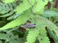 Euproctis kanshireia