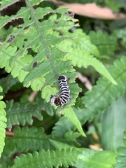 Euproctis kanshireia