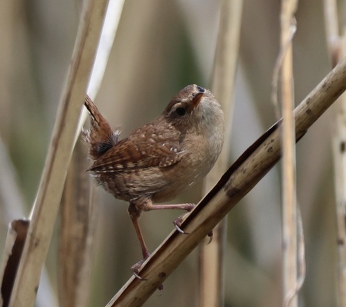 Chochín paleártico (Troglodytes troglodytes)