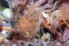 Thyone aurea