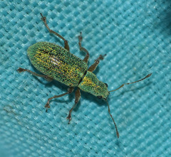 Polydrusus impressifrons