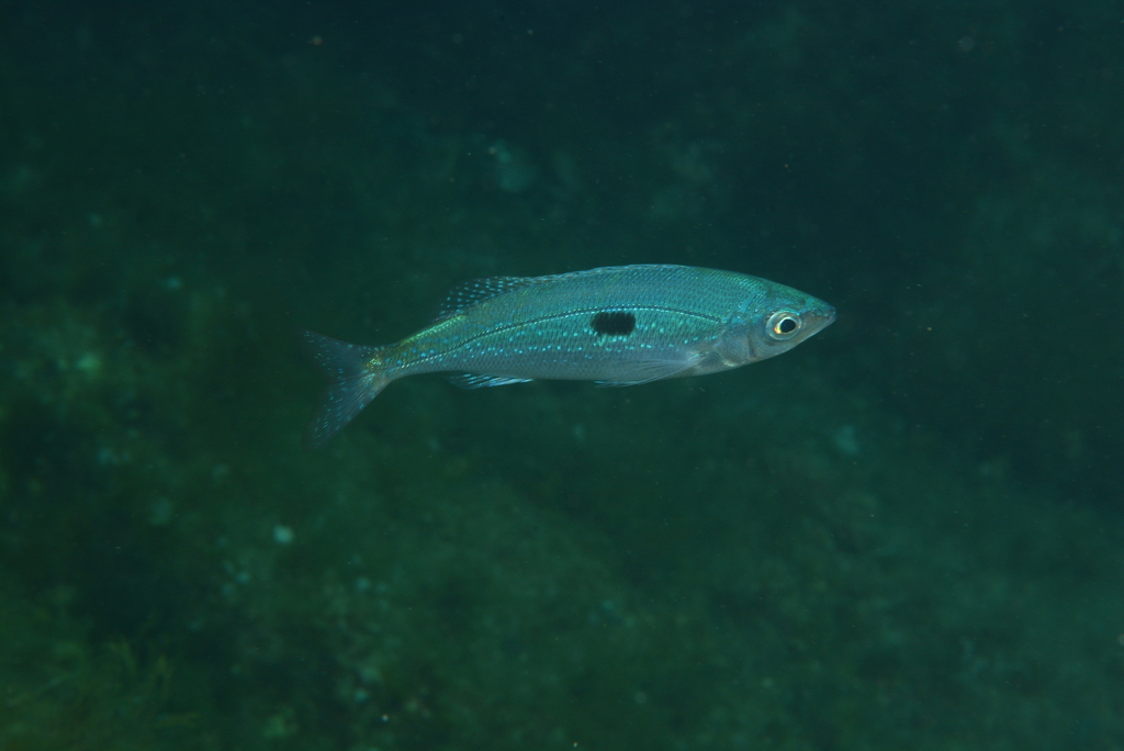 Photo de Mendole (Spicara maena)
