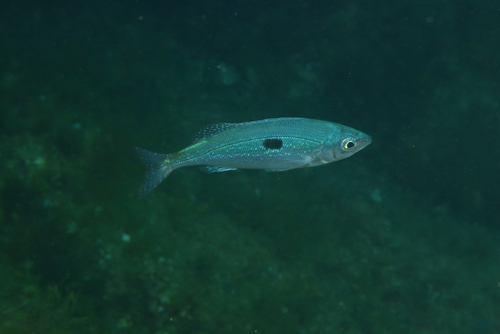Blotched picarel (Spicara maena) — Sparidae