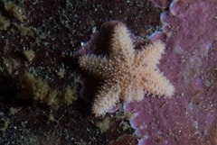 Allostichaster capensis