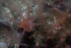 Thyone aurea
