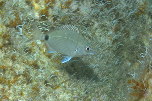 White seabream