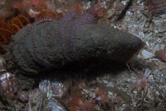 Ceriantheopsis austroafricanus